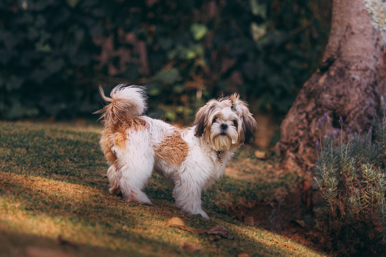 dog-friendly garden