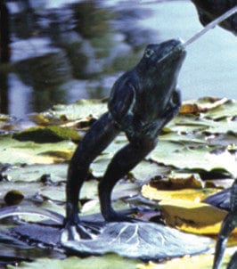 Brass Baron Medium Leaping Frog Garden Accent and Pool Statuary - Brass Baron - Outdoorartpross