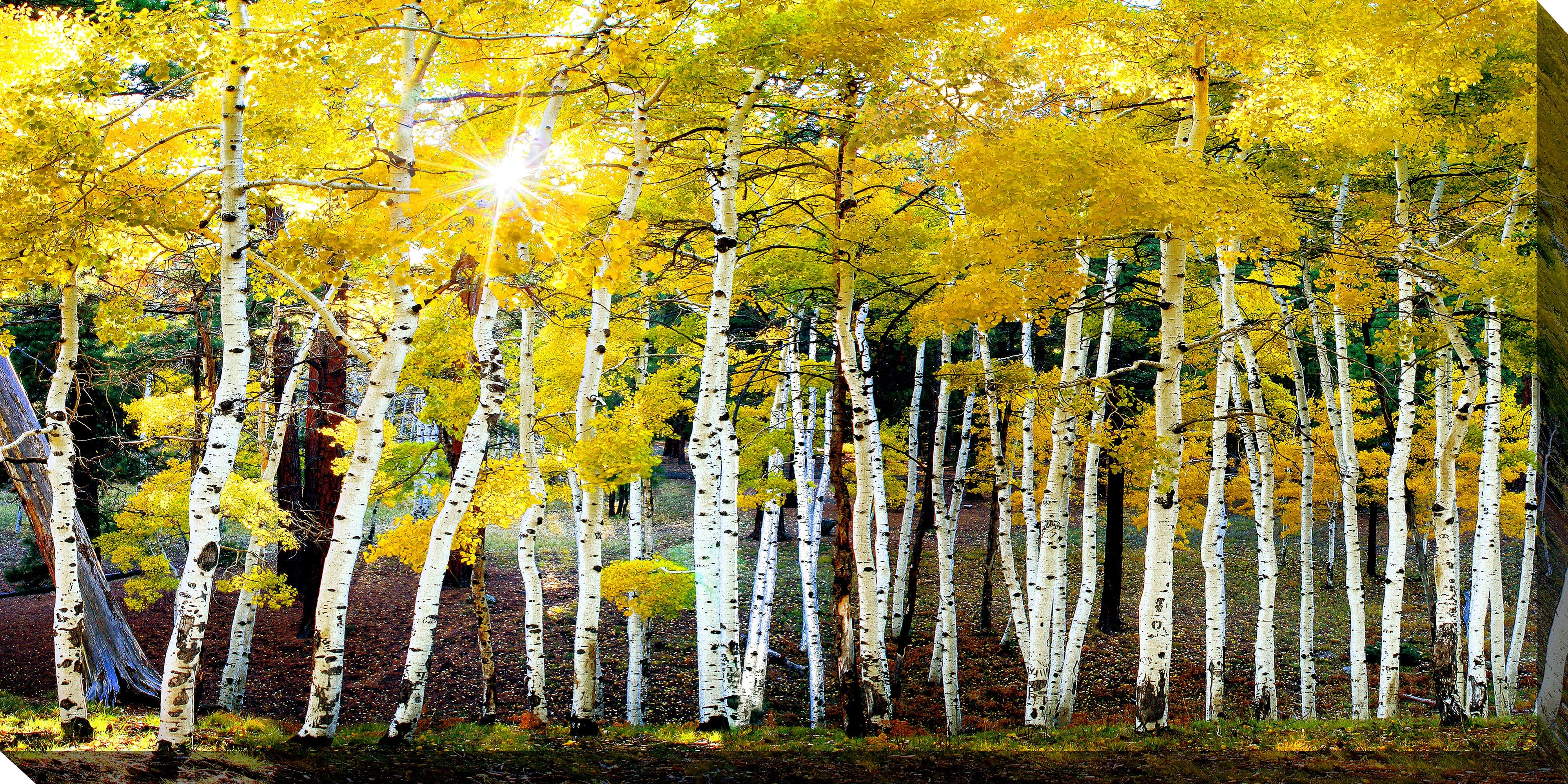 Sun on Aspens Outdoor Canvass Art - Outdoorartpross